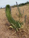 Echium vulgare