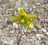 Senecio vernalis. Верхушка побега с соцветиями (вид со стороны обёрток). Дагестан, окр. г. Избербаш, побережье Каспийского моря. 13.05.2018.