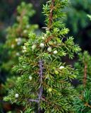 Juniperus sibirica