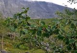 Betula czerepanovii