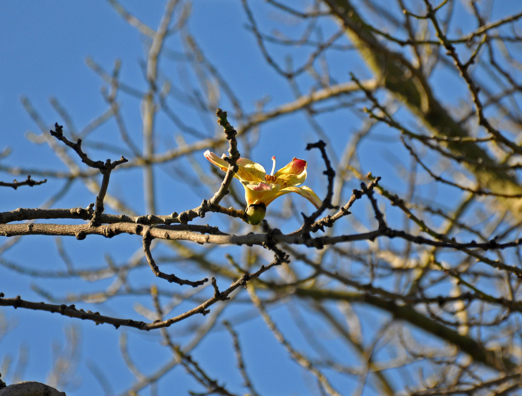 Изображение особи Ceiba speciosa.