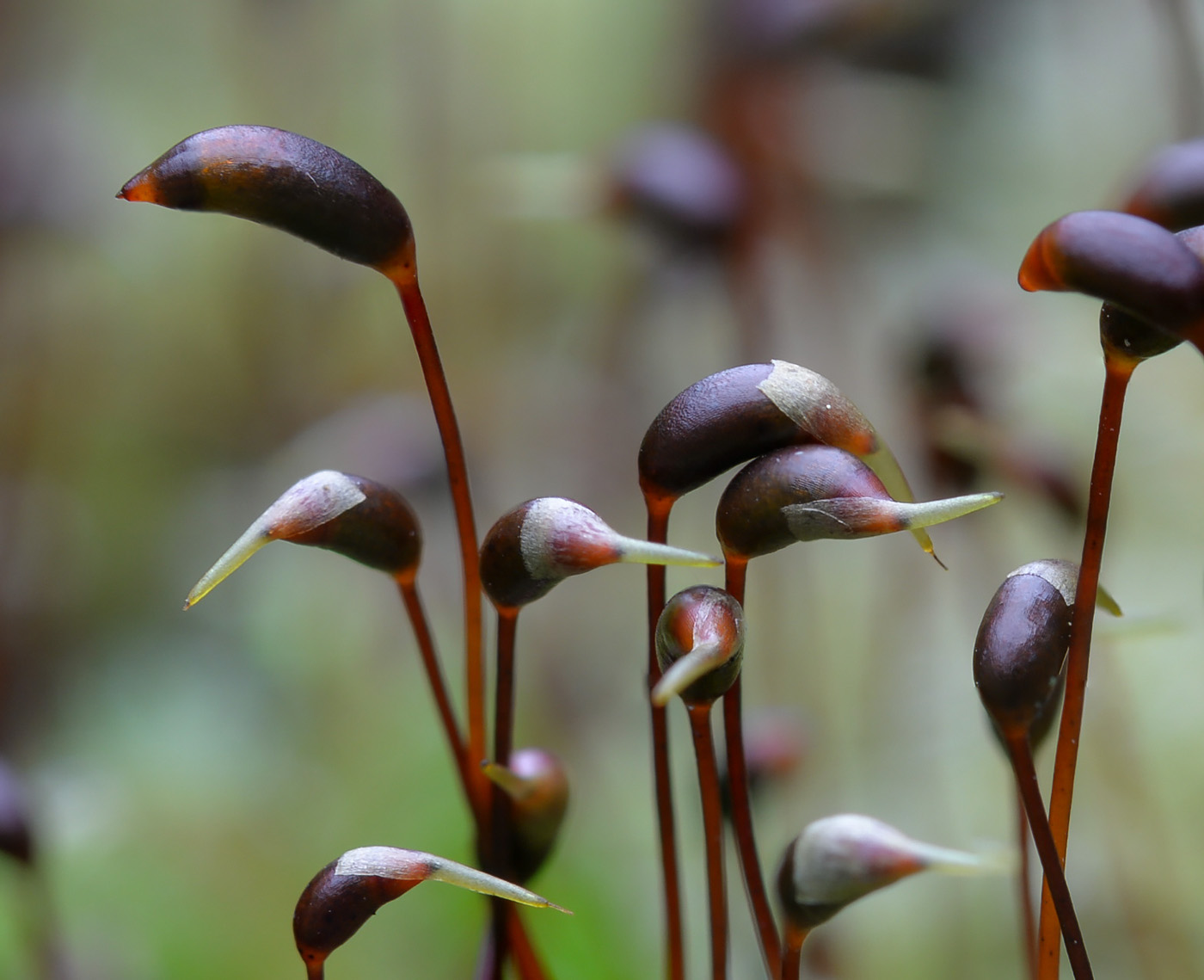 Изображение особи Brachythecium salebrosum.