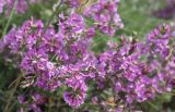 Astragalus tauricus