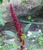 Amaranthus hypochondriacus