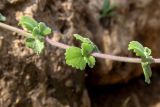 Coleus australis. Часть побега. Израиль, Шарон, г. Тель-Авив, ботанический сад университета. 22.10.2018.