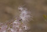 Clematis orientalis