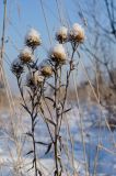 Carlina intermedia. Верхушки заснеженных плодоносящих растений. Пермский край, пос. Юго-Камский, разнотравный луг. 28 ноября 2020 г.