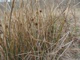 Juncus conglomeratus