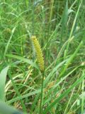 Carex vesicata