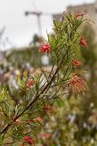 Grevillea johnsonii