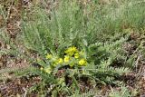 Astragalus floccosifolius