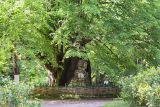 Tilia begoniifolia. Основание ствола и нижняя часть кроны старого дерева возрастом более 350 лет. Абхазия, г. Сухум, Сухумский ботанический сад, в культуре. 14.05.2021.