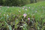 Tulipa riparia