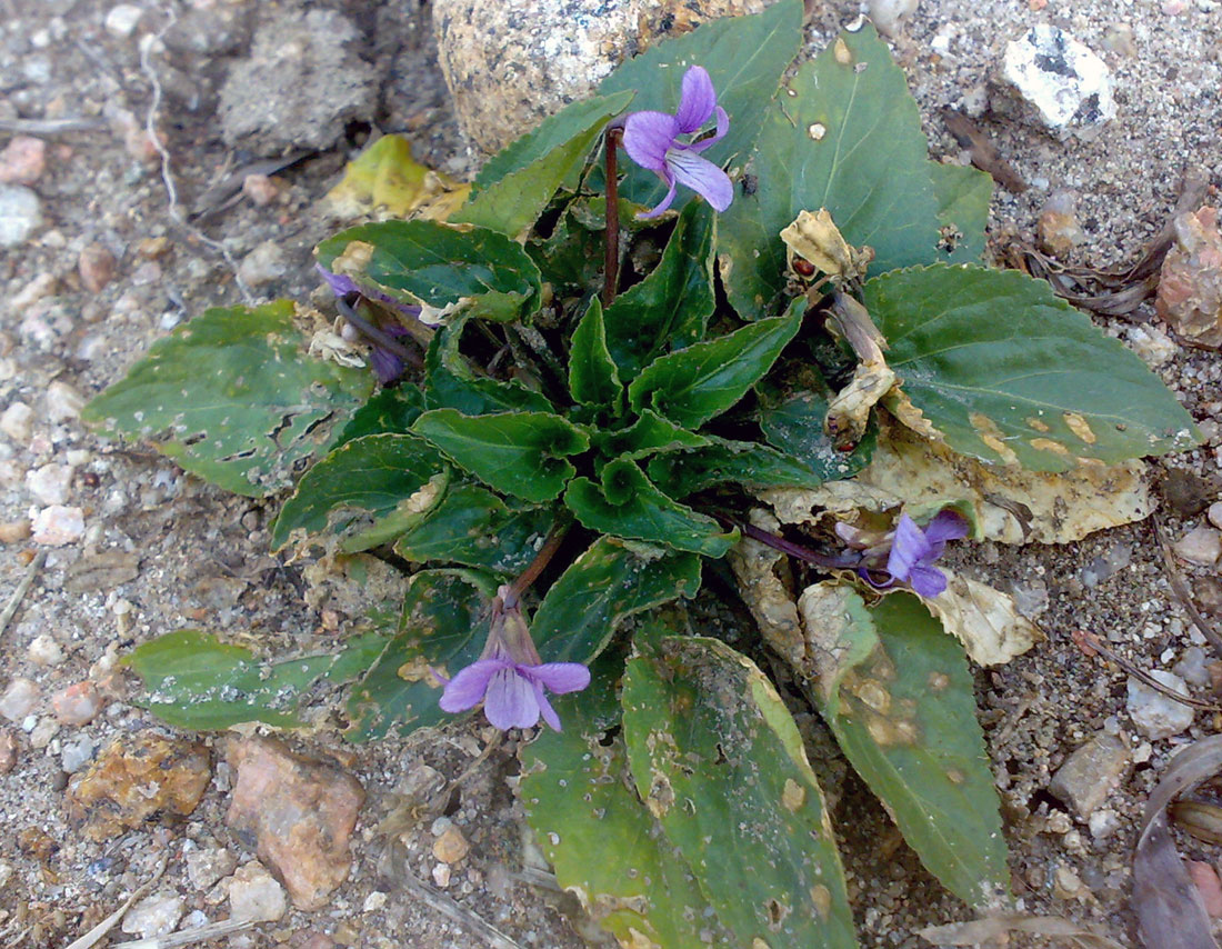 Изображение особи Viola macroceras.