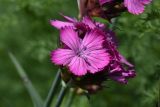 Dianthus ruprechtii. Цветок. Республика Ингушетия, Джейрахский р-н, окр. ур. Меллер, выс. 1630 м н.у.м., луг. 19.06.2022.