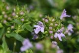 Thymus collinus