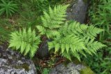 Dryopteris expansa. Растение в травяном березняке. Мурманск, сопка Горелая. 08.08.2010.