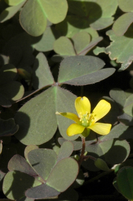 Изображение особи Oxalis corniculata.