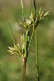 Juncus tenuis