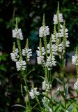 Physostegia virginiana. Верхушки побегов с соцветиями. Северная Осетия, г. Владикавказ, в культуре. 23.07.2022.