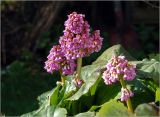 Bergenia crassifolia. Соцветия и листья (после зимовки). Московская обл., Раменский р-н, окр. дер. Хрипань, садовый участок. 29.04.2024.