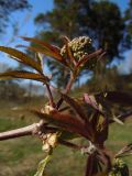 Sambucus sibirica