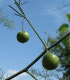 Asparagus officinalis. Незрелые плоды. Украина, Донецкая обл., Артёмовский р-н, окр. с. Дроновка. 25.06.2011.