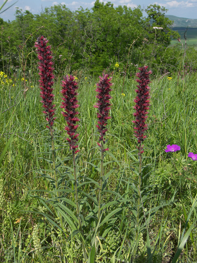 Изображение особи Echium russicum.