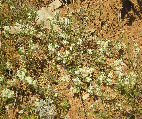 Изображение особи Atraphaxis frutescens.