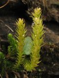 Selaginella selaginoides