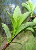 Salix phylicifolia