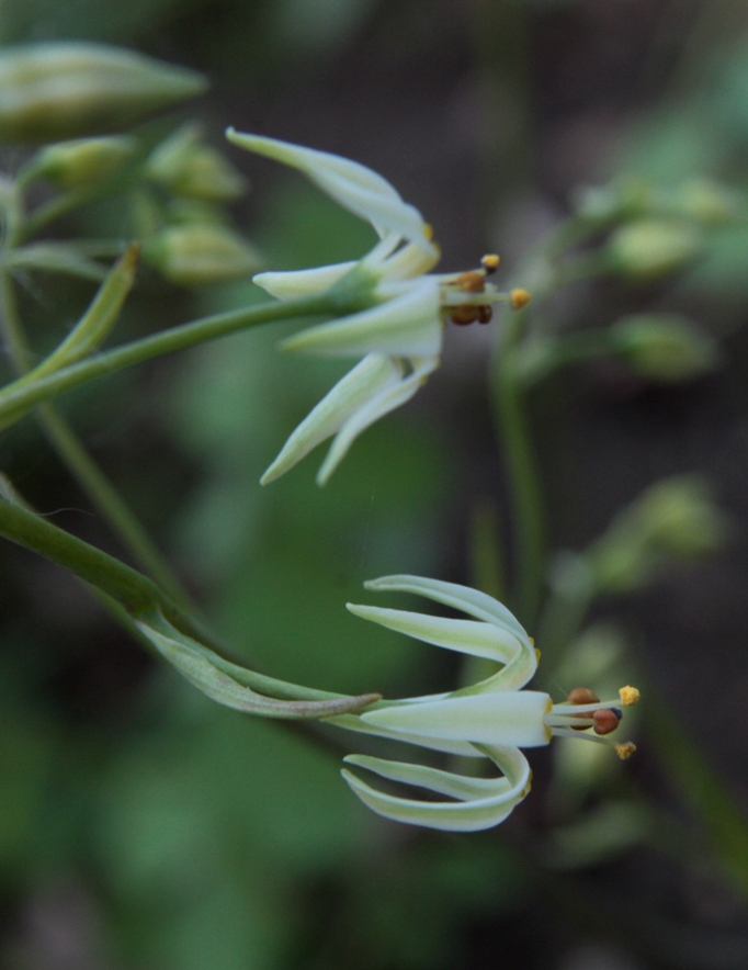 Изображение особи Zigadenus sibiricus.