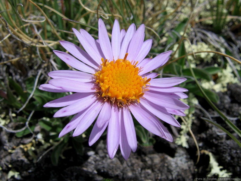 Изображение особи Aster alpinus.