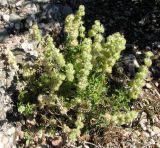 Sideritis hirsuta