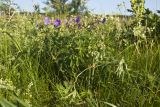 Geranium pratense