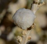 Salsola cyclophylla