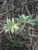 Pulsatilla patens