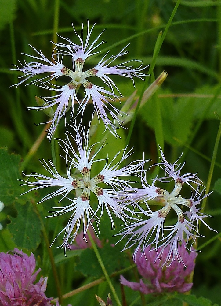 Изображение особи Dianthus superbus.