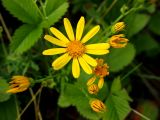 Senecio jacobaea