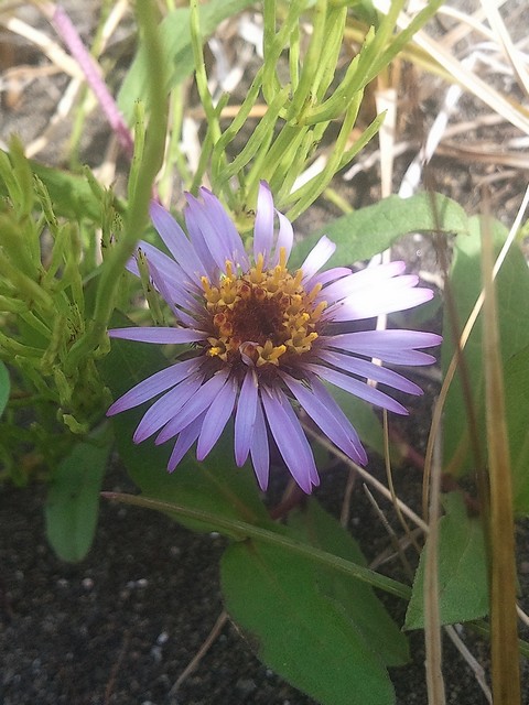 Image of Aster sibiricus specimen.