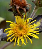 Inula helenium