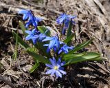 Scilla siberica. Цветущее растение (на переднем плане - Anemonoides caucasica). Краснодарский край, плато Лагонаки. 28.04.2013.