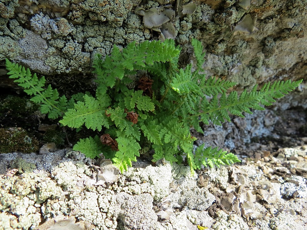 Изображение особи Woodsia ilvensis.