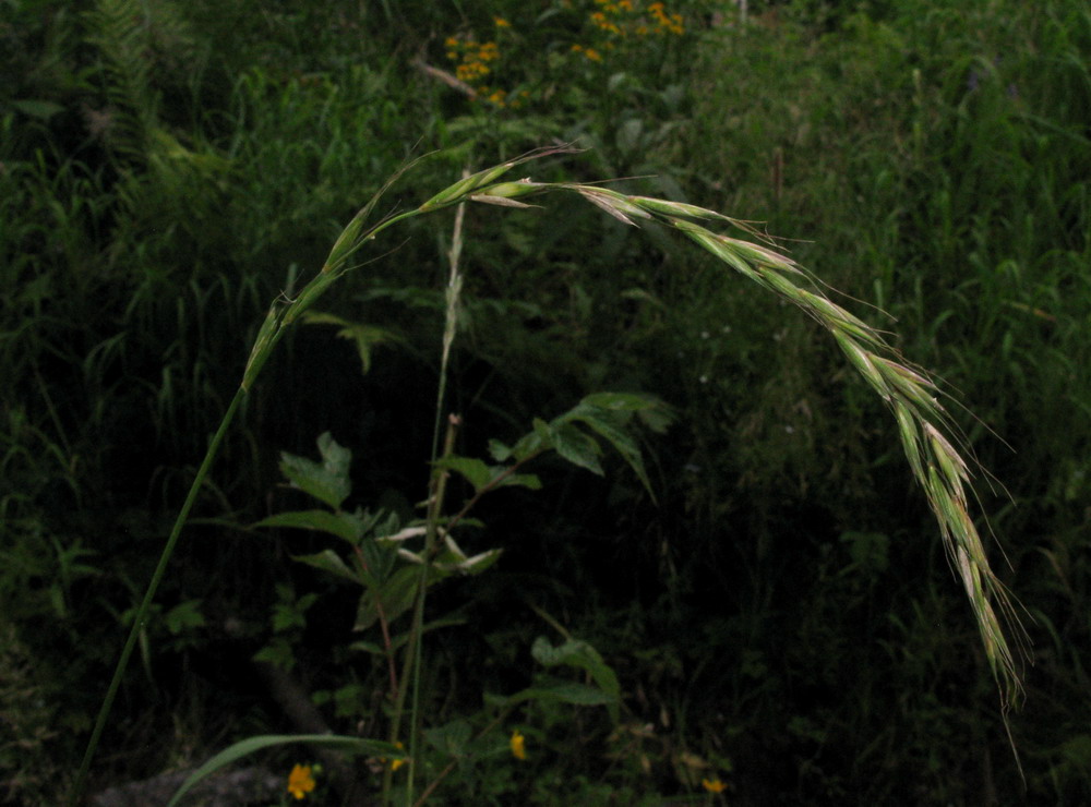 Изображение особи Elymus brachypodioides.