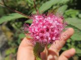 Spiraea japonica