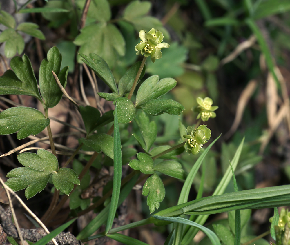 Изображение особи Adoxa moschatellina.