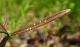 Linaria vulgaris