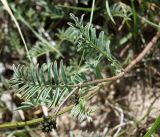 Astragalus karkarensis