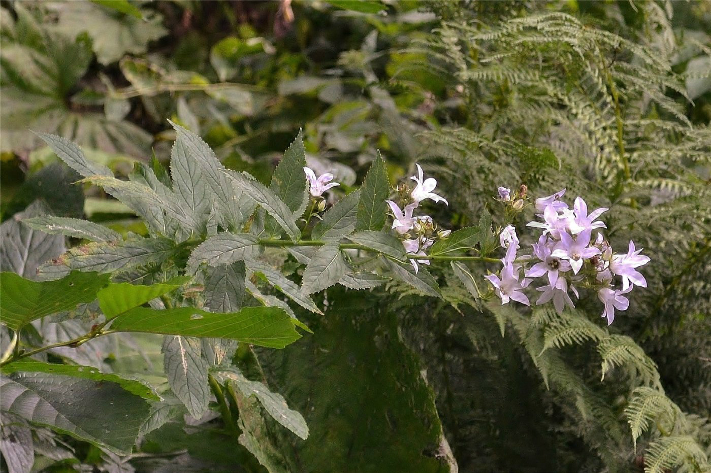 Изображение особи Gadellia lactiflora.