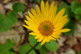 Doronicum orientale